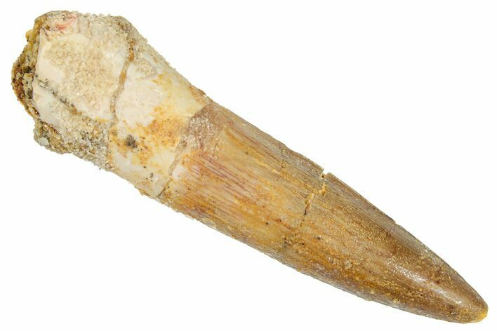 Fossil Spinosaurus Tooth - Real Dinosaur Tooth #269209